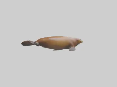 California Sea Lion swimming model Low-poly 3D model