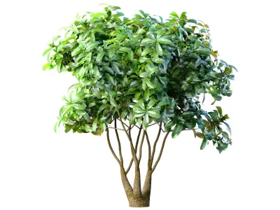 Outdoor garden plant tree Shrub 3D model