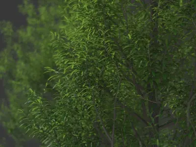 XfrogPlants Willow Oak - Quercus Phellos  3D model