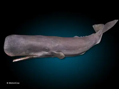  Sperm Whale 