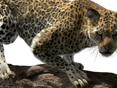  Leopard Fur (Rigged) 