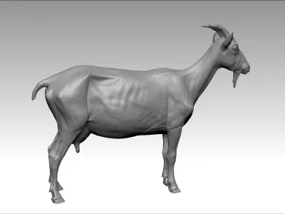  Goat Realistic 