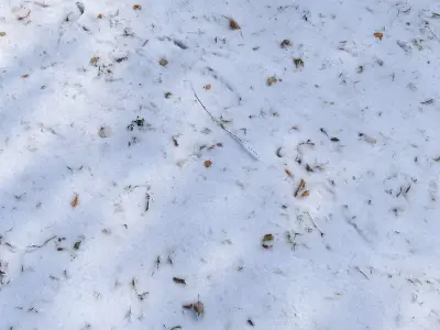 Snow with autumn leaves 3D model