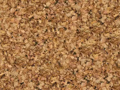Dry Leaves Ground Cover Texture  Texture