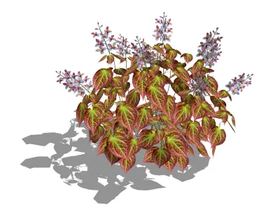 Plant Epimedium x rubrum-Barrenwort Low-poly 3D model