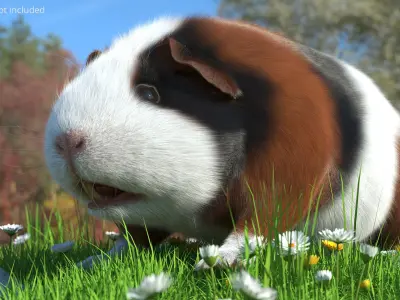  Tricolor Guinea Pig Short Hair Black Brown White Fur 