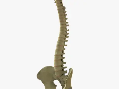 Human Skeleton With Digestive and Respiratory Systems 3D model