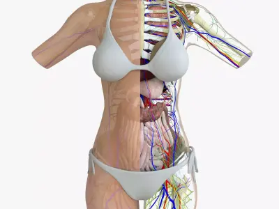 Woman Torso Anatomy 3D model