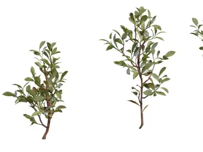 Photorealistic Shrub Branch Pack Low-poly 3D model