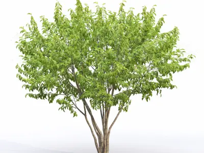 Acer Ginnala 06 3D model