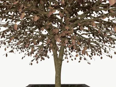URBAN Autumn TREE Free 3D model