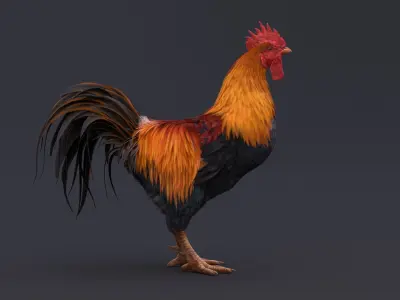  Rooster Animated 
