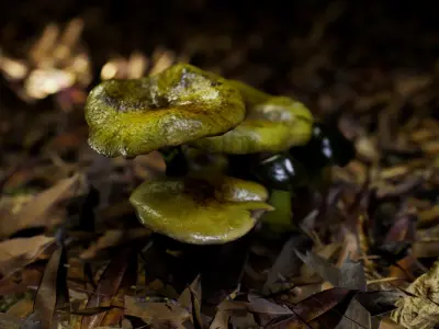 Mushrooms pack 1 Low-poly 3D model