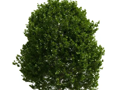 Platanus x hispanica 301SU V2 3D model