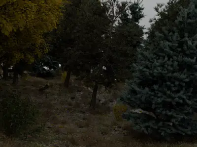  Realistic forest 3D model