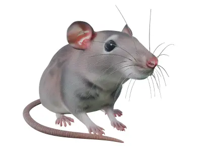 Rat rat rat 3D model