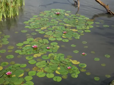 Nature Assets - Lake Plants Low-poly 3D model
