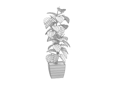 Ficus Elastica Plant Low-poly 3D model