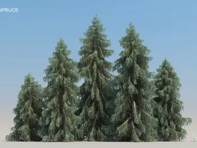  80 Summer Pine Trees 