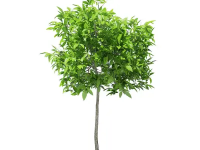 Avocado Tree 3D model