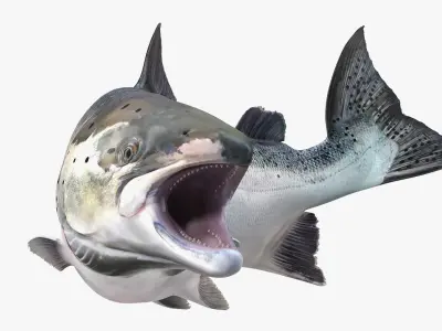  Animated Swims Atlantic Salmon Fish Rigged for Cinema 4D 