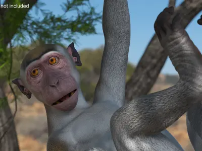  Rhesus Macaque Monkey Gray Rigged 