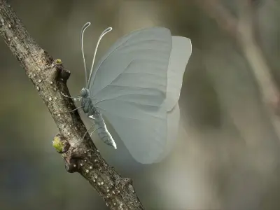  Blue Morpho Butterfly Rigged Xgen 