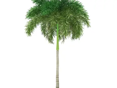 Foxtail Palm Tree 3D Model 7m 3D model