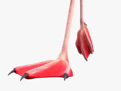  Red Flamingo Tropical Walking Pose 