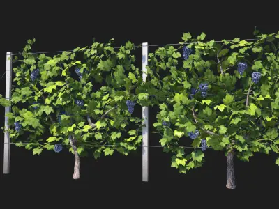 Wine Plant Vineyard Grapes fruits v2 3d model  3D model