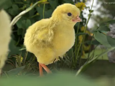  Baby Chick Fur Rigged For Blender 