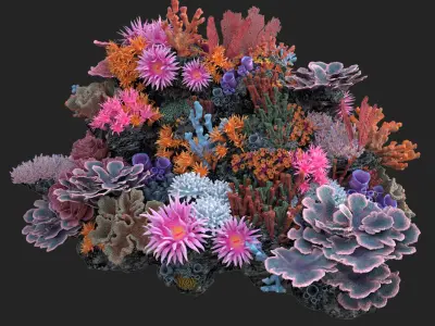  Coral Reef N 02 