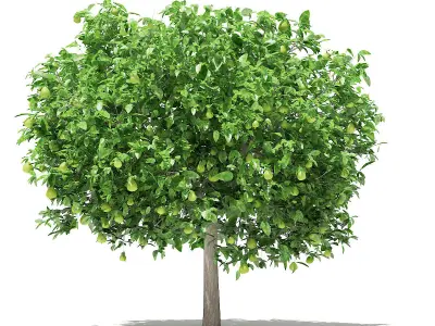 Pomelo Tree with Fruits 3D model