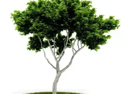 Green Leaf Tree 3D model purchase