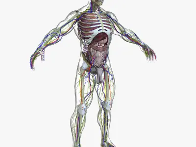 Human Male Full Body Anatomy 3D model
