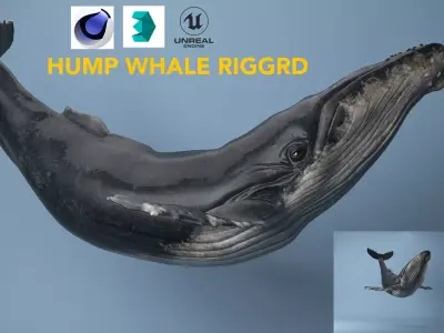 hump whale rigged  Low-poly 3D model
