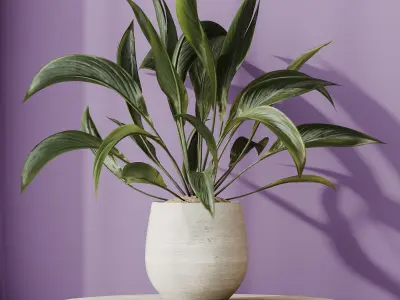 Plants Spathiphyllum Wallisii Bellini Peace Lily Domino Set02 3D model