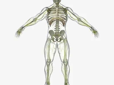 Human Male And Female Nervous System 3D model