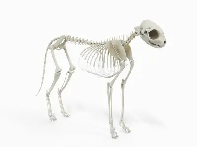  Cat Body, Skeleton and Organs 
