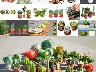 Potted Cactus and Succulent 3D Collection Low-poly 3D model