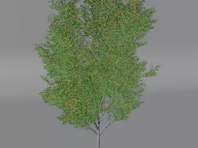 Realistic Deciduous Tree Game-Ready 3D Model 3D model
