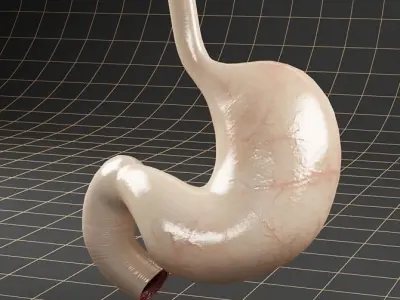 Anatomy stomach 3D model