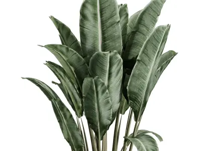 indoor plant set 388 palnt ravenala in a concrete vase Low-poly 3D model