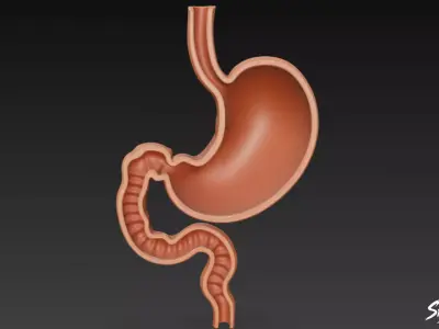 Stomach Cross Section Low-poly 3D model