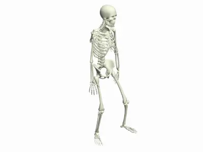 Skeleton Rigged 3D Animations Set 7 - 25 in 1 3D model