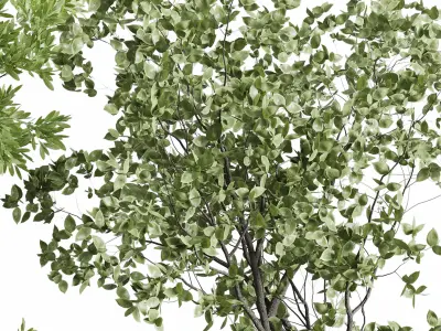 Tree in an Old Earthenware Vase Outdoor Collection 104 3D model