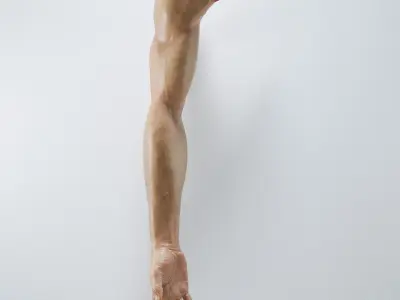 Arm Anatomy 