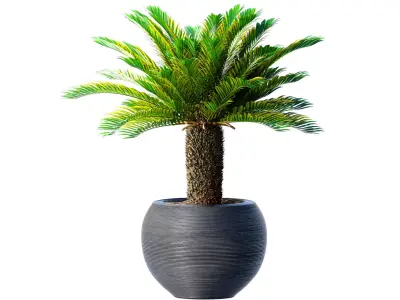 Decorative tall Evergreen Palm Tree in modern outdoor fluted pot 3D model