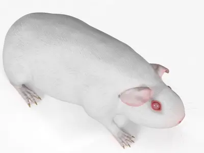  Albino Guinea Pig Red Eyes and Short Hair White Rigged 