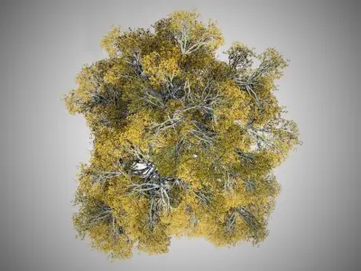 European Beech Fall Tree Low-poly 3D model